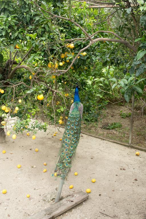 Akti Aphrodite シダリオン エクステリア 写真